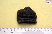 藏品(東方劍齒象臼齒齒板)的圖片